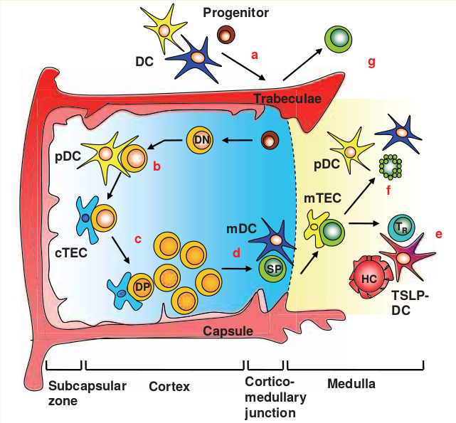 Pathogenesis, immunology, and immune‐targeted management of the