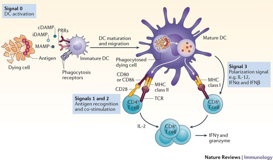 Hiv Virus Attacks Immune System