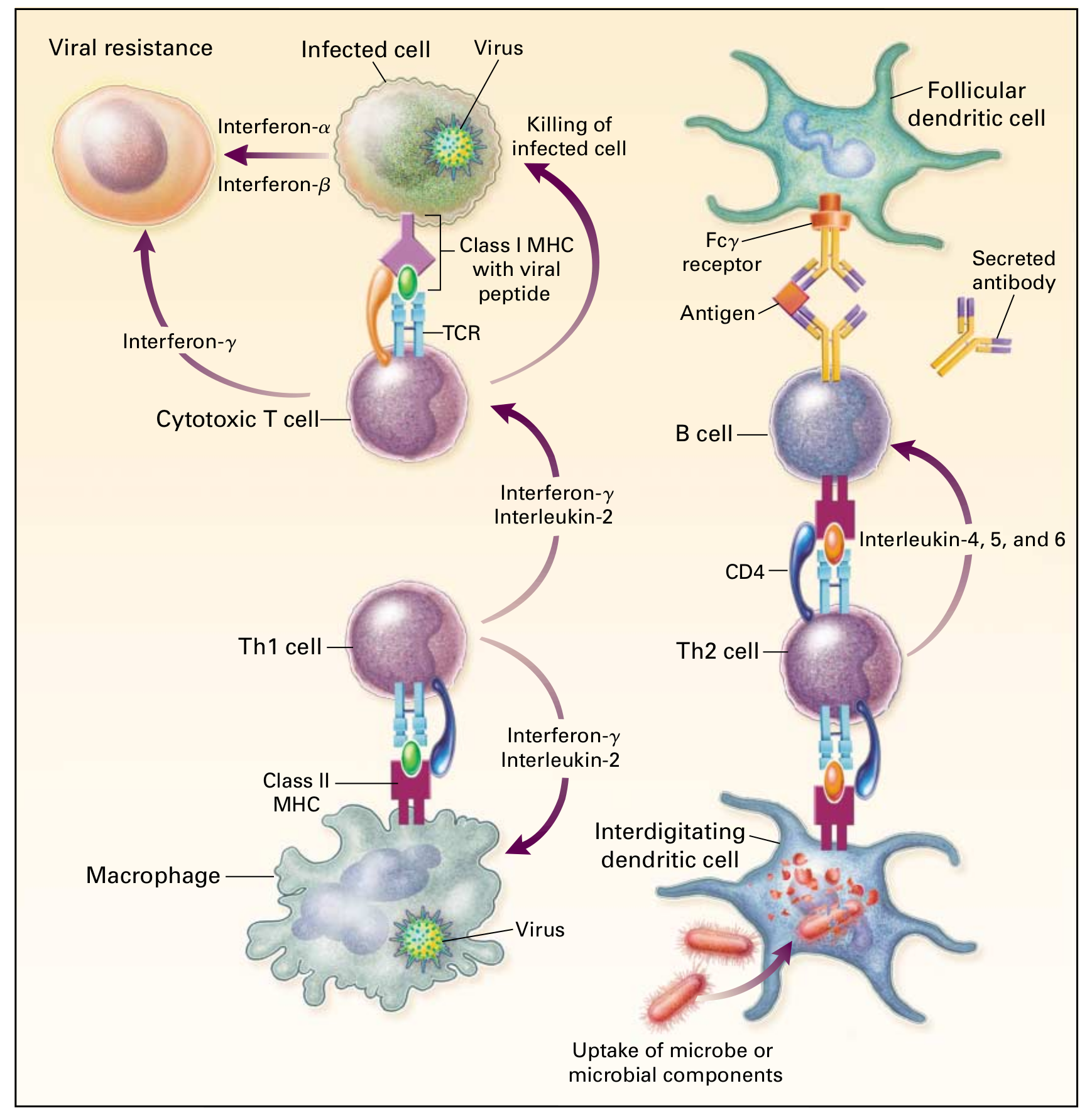 Hiv Immunology Hiv Management Guidelines