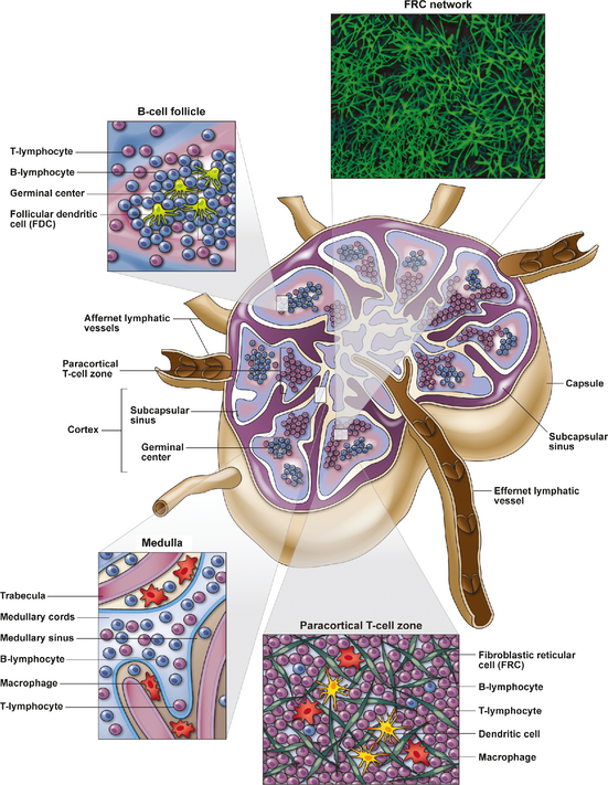 HIV immunology - HIV Management Guidelines